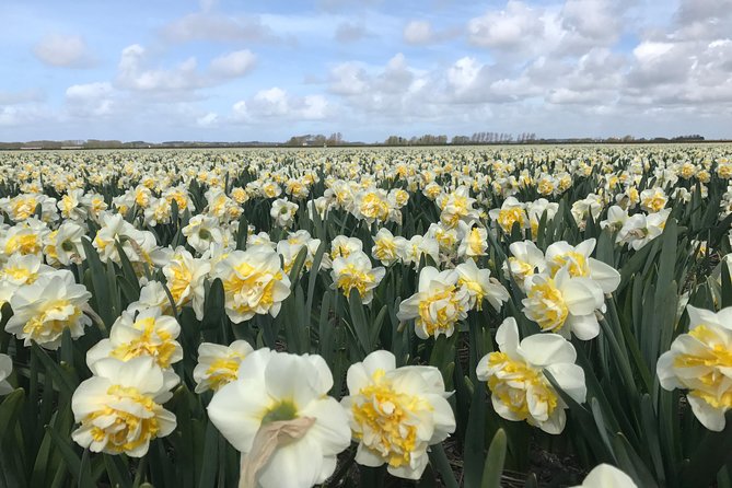 Small Group Tulip and Spring Flower Fields Bike Tour - Bike Rental and Helmets: Plan Ahead (Fast)