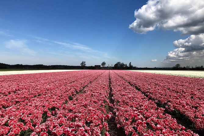 Small Group Tulip and Spring Flower Fields Bike Tour - How Much Fitness Do You Need for +/-20 km?