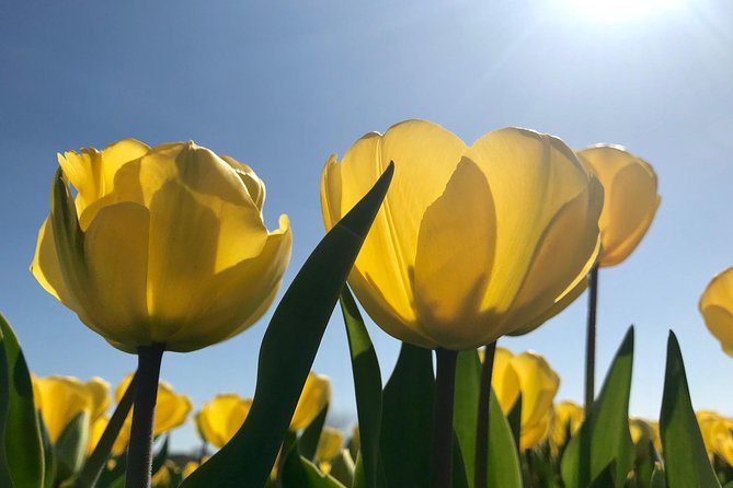 Small Group Tulip and Spring Flower Fields Bike Tour - Weather and Wind: When This Tour Changes or Cancels