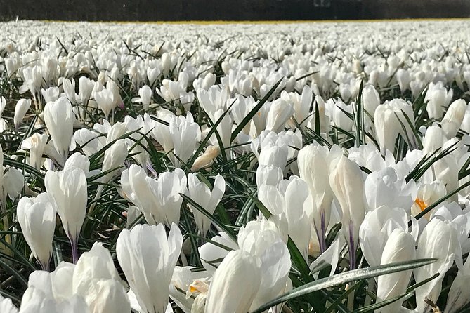 Small Group Tulip and Spring Flower Fields Bike Tour - Value: Is $38.49 a Good Deal for 12.5 Miles of Tulip Fields?