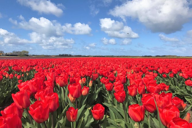 Small Group Tulip and Spring Flower Fields Bike Tour - Stop 1: Riding Out With Alkmaar Tours to Spring Flower Fields