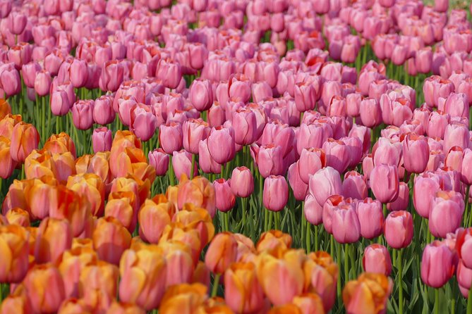 Taking Pictures in the Tulip Field at De Tulperij - Entering the tulip production field and getting your photo time right