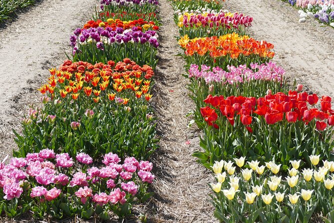 Taking Pictures in the Tulip Field at De Tulperij - Who this is best for (and who should consider another option)
