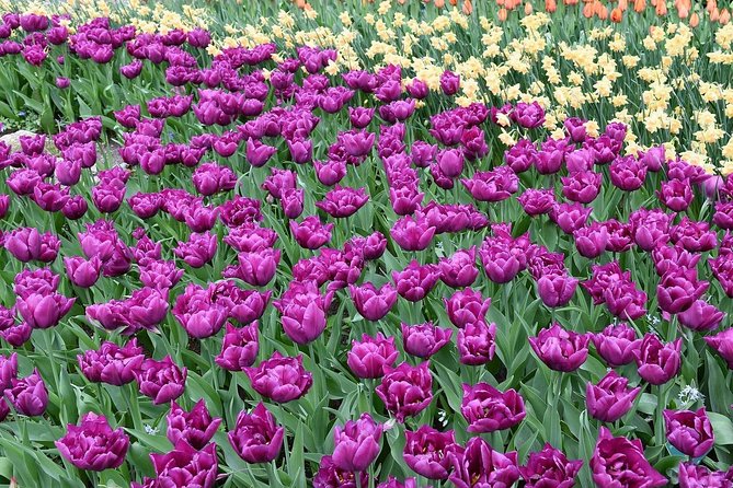 Tour to Giethoorn and Keukenhof Tulip Fields from Amsterdam - Giethoorn: Canal Cruise First, Then Your Own Tempo