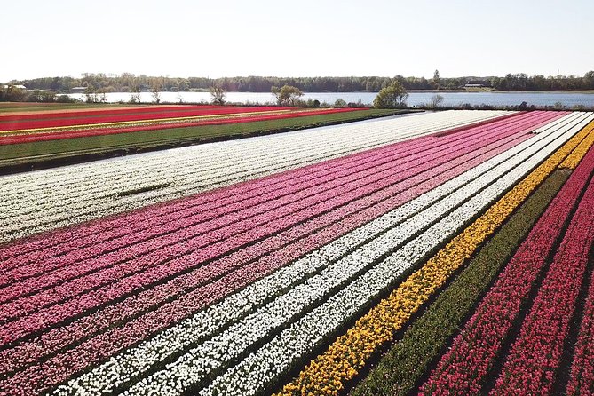 Tulip Fields near Keukenhof - Self-Drive Audio Tour for 2 People - Entering The Tulip Fields With an Electric Twizy