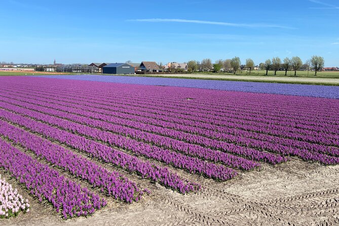 Tulip Fields near Keukenhof - Self-Drive Audio Tour for 2 People - The Tulip Farm Visits (and the Evening 7pm Rule)