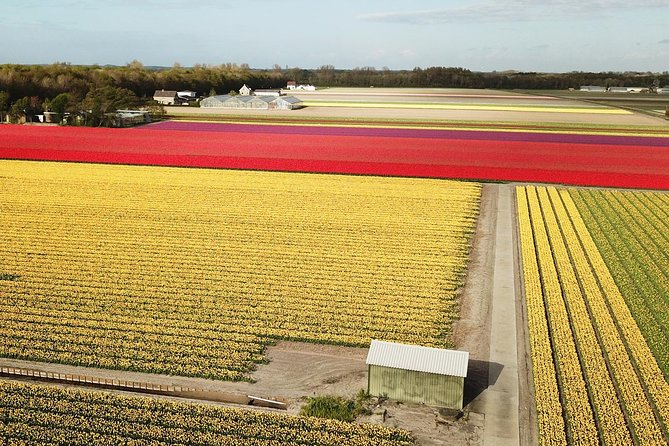 Tulip Fields near Keukenhof - Self-Drive Audio Tour for 2 People - Driving Tips for the Twizy (Especially If You’re Tall or It’s Windy)