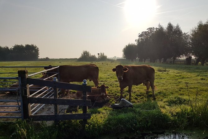 Zaanse Schans and Volendam Private Tour – Clogs, Cheese and More - Price and value: why this costs more than DIY, and when it’s worth it