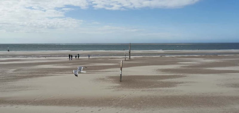 Zeeland Strand safari met visnet NL/DE - Magnifying Jars and Identification Cards: Turning Finds Into Names