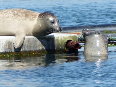 Zeeland Zeehonden strand safari NL/DE - Your starting point at Beachbar Atlantis (and how to plan your timing)