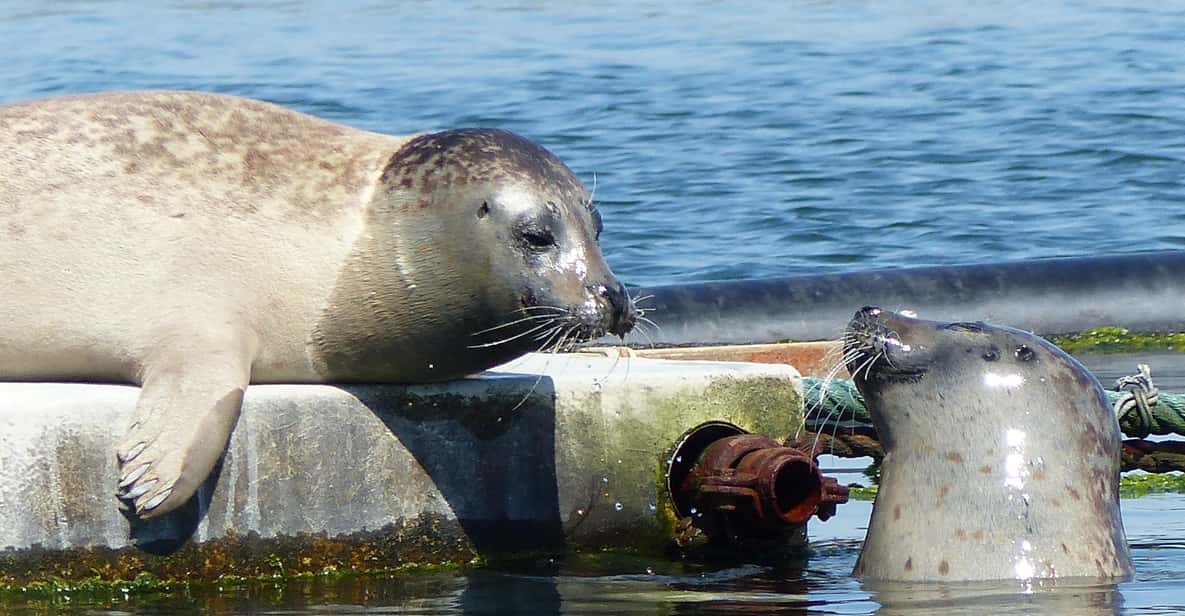 Zeeland Zeehonden strand safari NL/DE - The beach search tools: trawl net vs crab rods by season