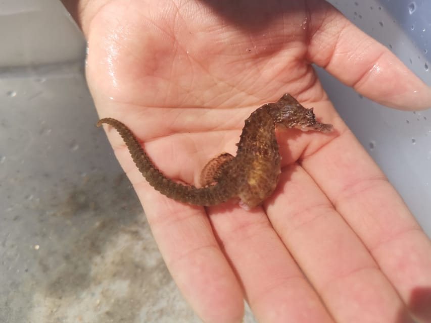 Zeeland Zeehonden strand safari NL/DE - The fun facts you’ll remember: small science, explained fast